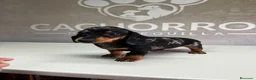 Teckel perros en venta: Teckel Arlequin plata  - Anuncio 1