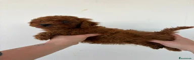 Caniche Toy 2