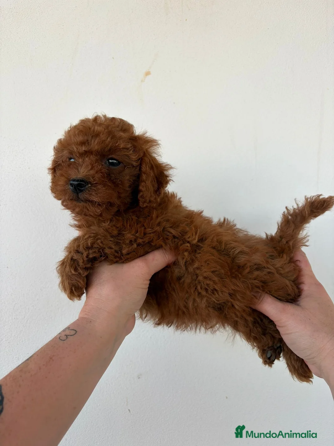 Caniche Toy perros en venta: Caniche toy rojo  - Anuncio 1