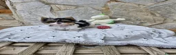 Otras razas perros en venta: Biewer - Anuncio 1
