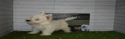 West Highland White Terrier perros en venta: Westy en Cáceres - Anuncio 2