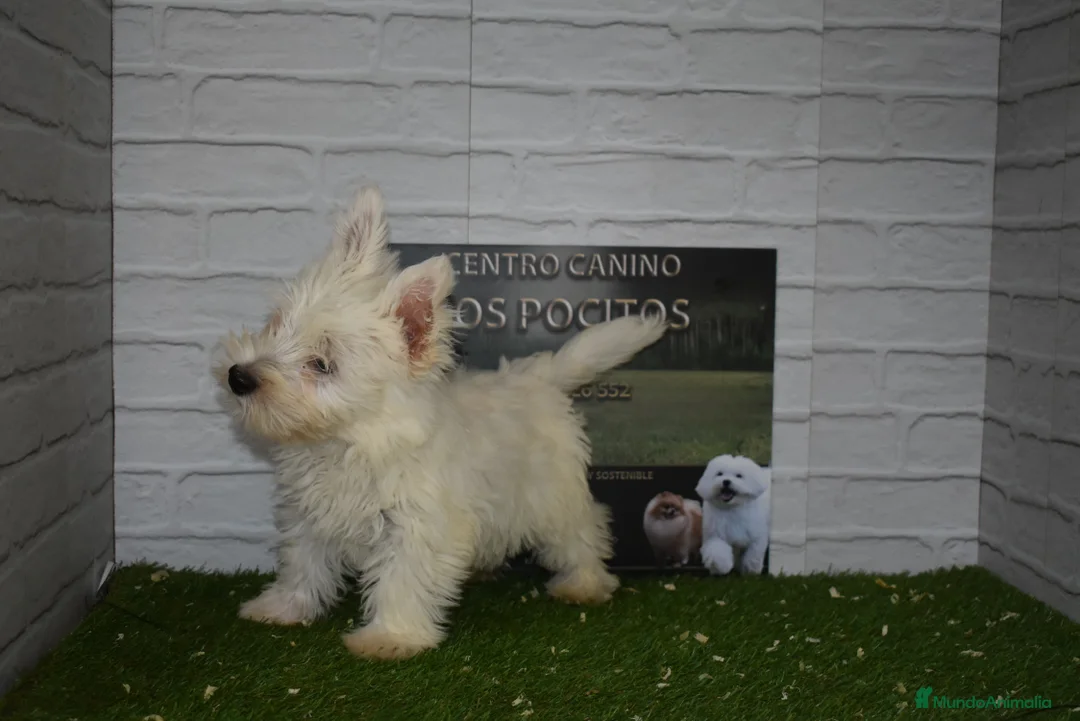 West Highland White Terrier perros en venta: Westy en Cáceres - Anuncio 2