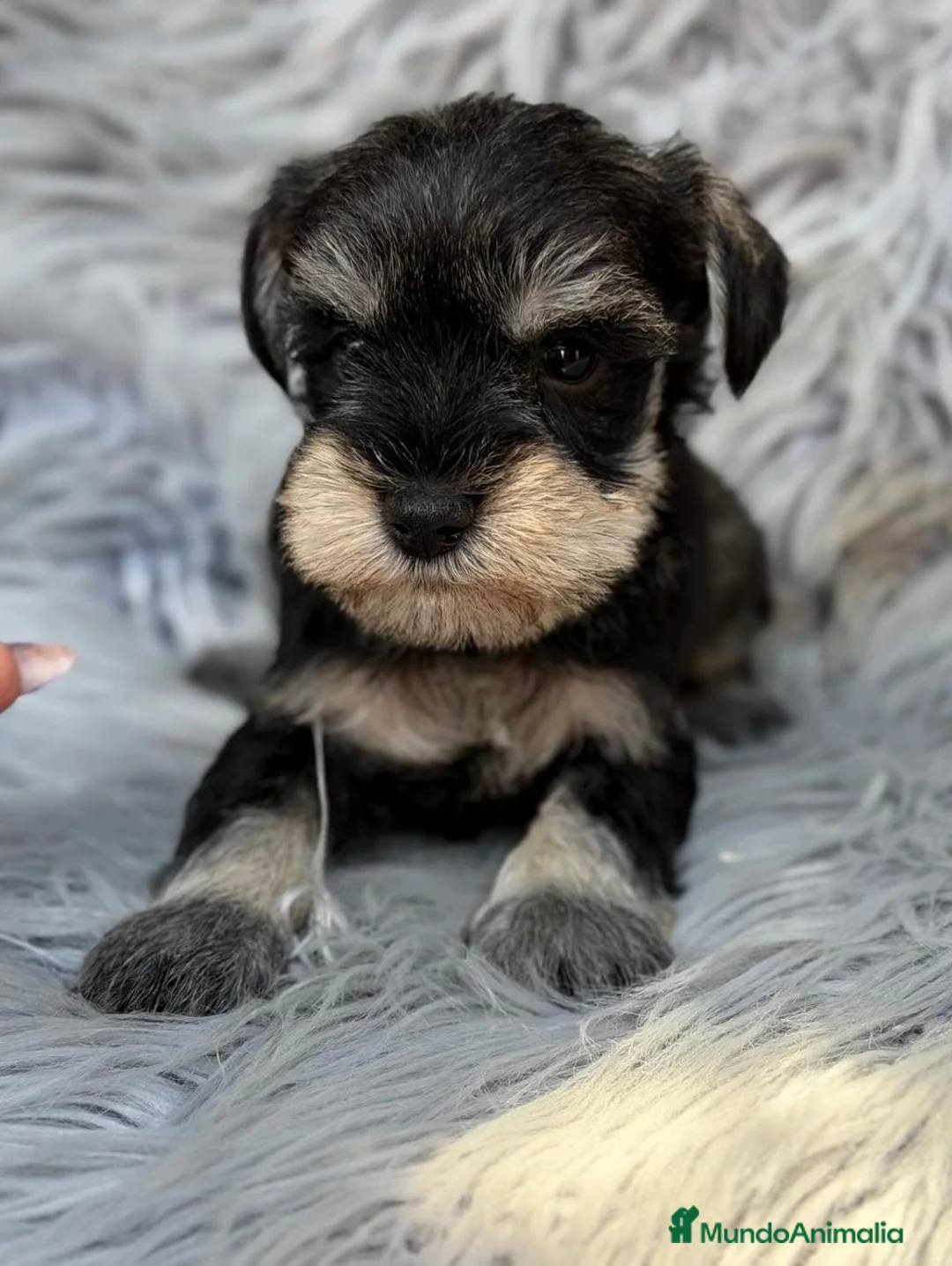 Schnauzer Miniatura perros en venta: Camada schnauzer 🐾 - Anuncio 1