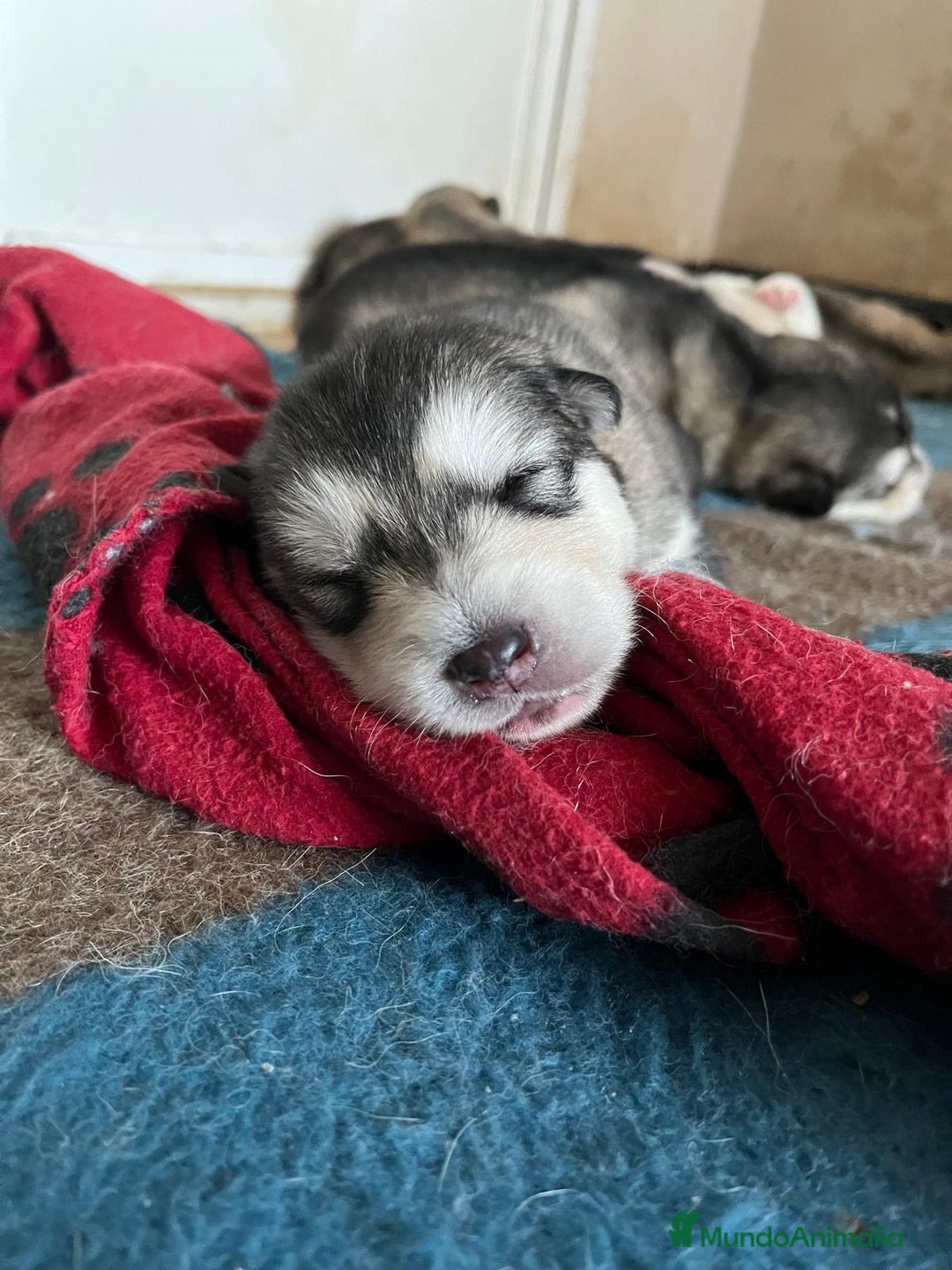 Alaskan Malamute perros en venta: CACHORROS ALASKAN MALAMUTE - Anuncio 4