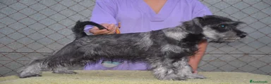 Schnauzer Miniatura 1