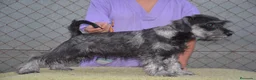 Schnauzer Miniatura perros en venta: Schnauzer miniatura sal y pimienta - Anuncio 2