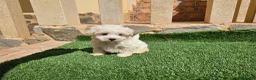 Bichón Maltés perros en venta: Bichón linea coreana  - Anuncio 6