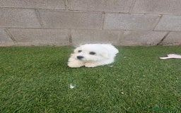 Bichón Maltés perros en venta: Bichon maltés toy - Imagen 13