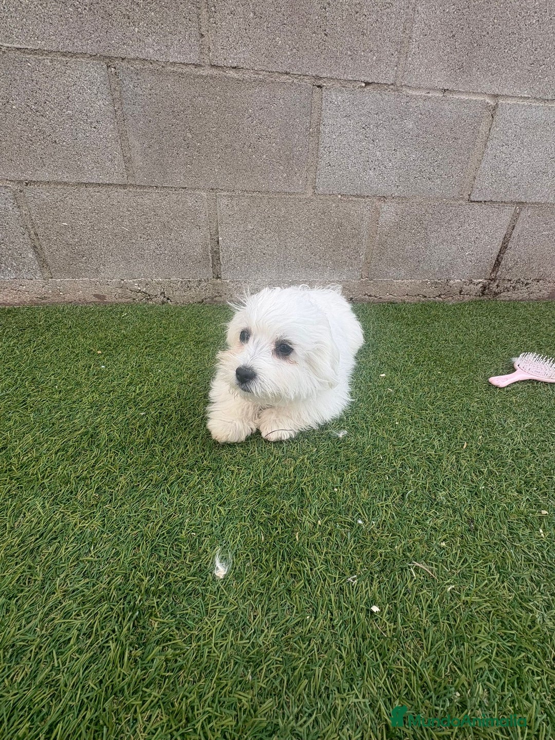 Bichón Maltés perros en venta: Bichon maltés toy - Imagen 13