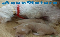 Raza Mixta perros en venta:  Camada Havapoo de Kusita 1 y Alejo AQUANATURA - Imagen 2