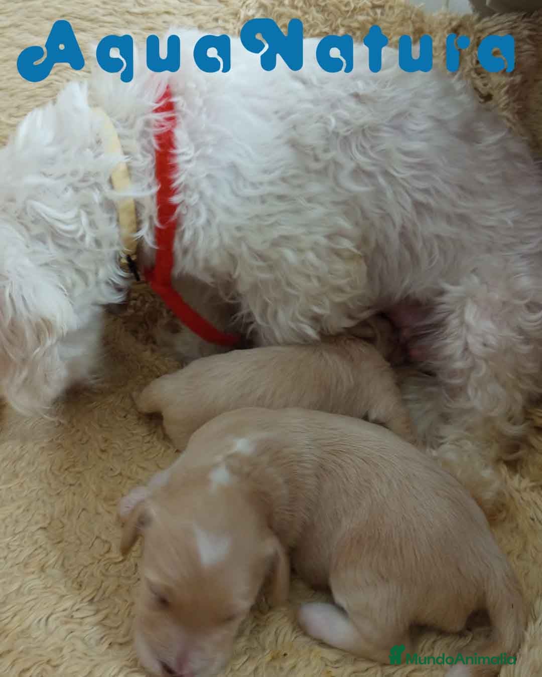 Raza Mixta perros en venta:  Camada Havapoo de Kusita 1 y Alejo AQUANATURA - Imagen 2