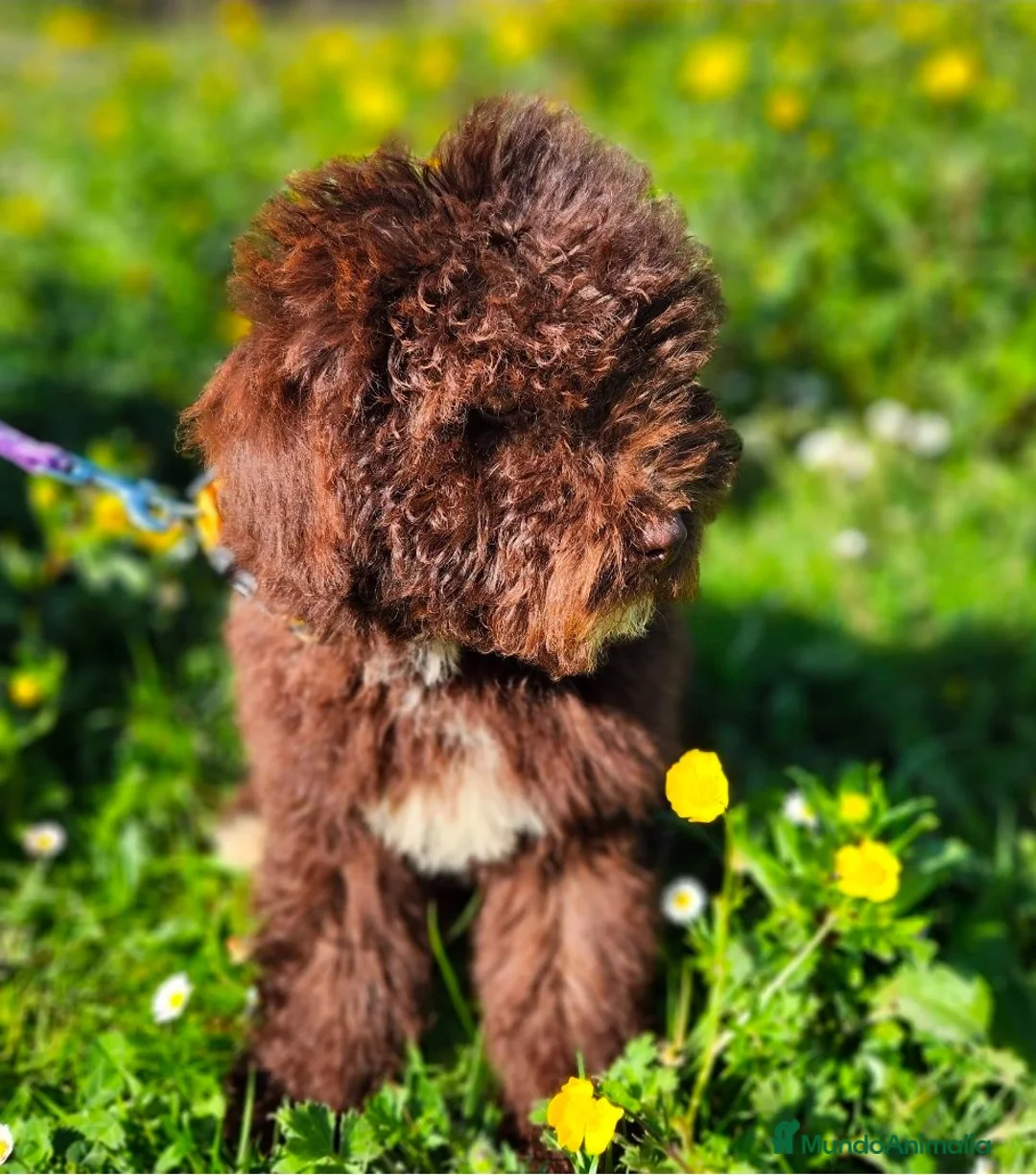 Perro de Agua Español perros en venta: Perros de agua chocolate  - Anuncio 1