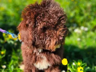 Perro de Agua Español perros Perros de agua chocolate - Anuncio 1