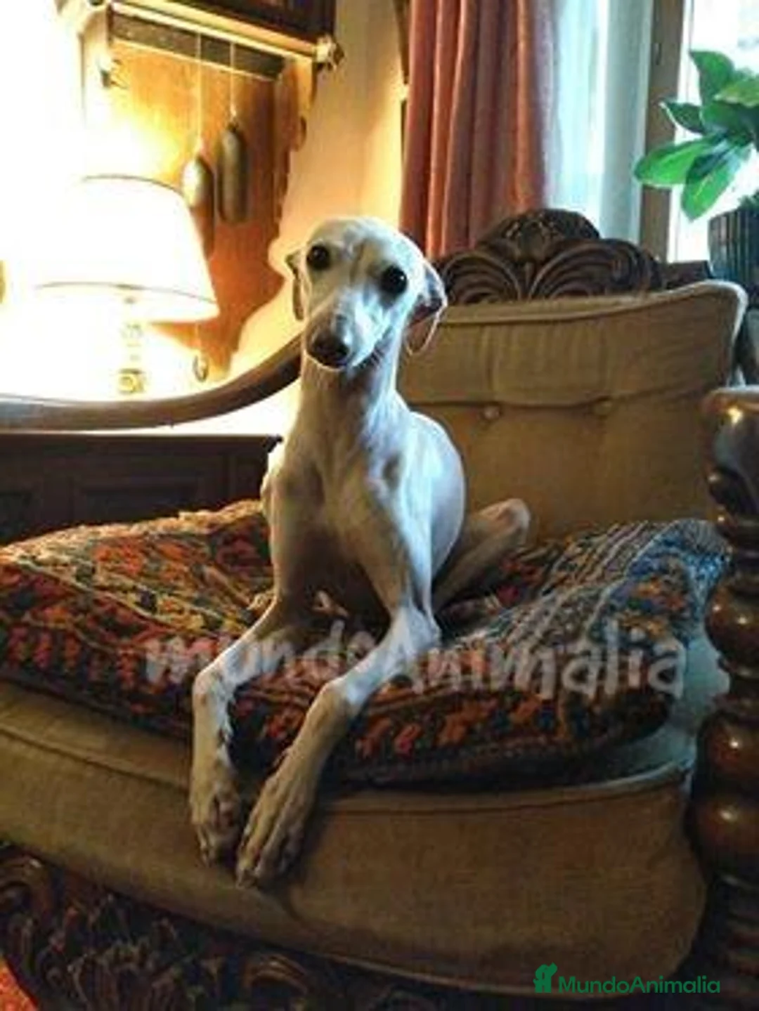 Imagen de galería {{count}}