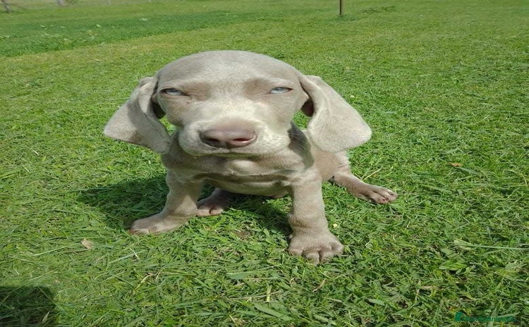 Weimaraner perros - Anuncio 8