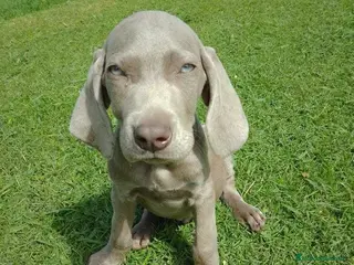 Weimaraner perros Bracos de weimar - Anuncio 6