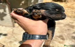 Terrier Alemán de Caza perros en venta: Jagd Terrier, Jagdterrier o Terrier Alemán Sevilla - Imagen 5