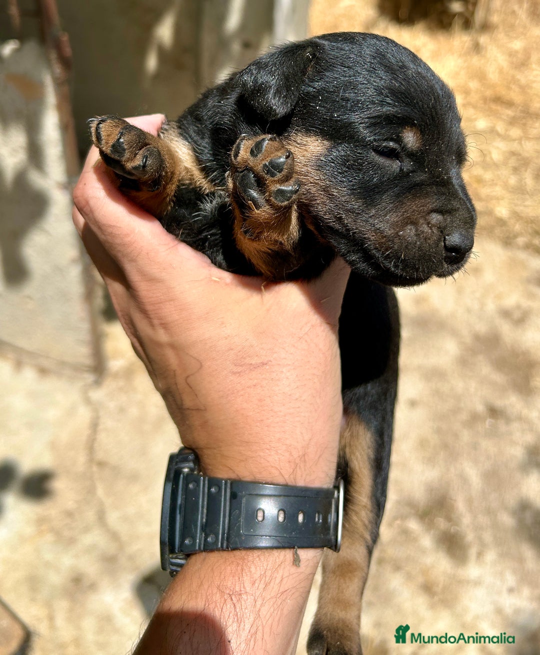 Terrier Alemán de Caza perros en venta: Jagd Terrier, Jagdterrier o Terrier Alemán Sevilla - Imagen 5