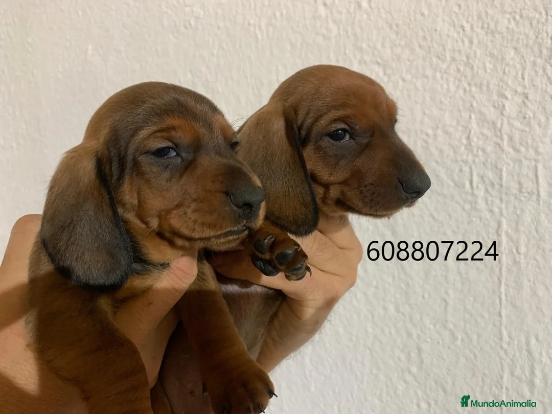Teckel perros en venta: Teckel Standard - Anuncio 2