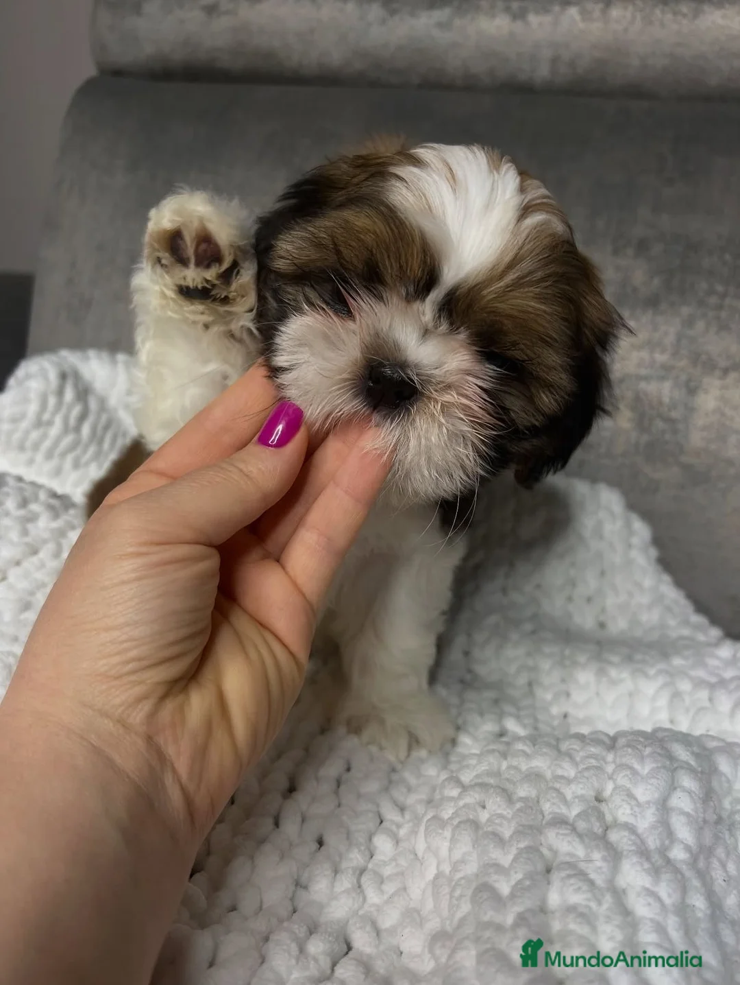 Shih Tzu perros en venta: Shih tzu bebé 🐾🪷 - Anuncio 5