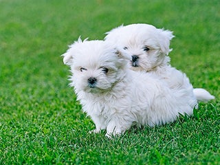 Bichón Maltés perros - Anuncio 5