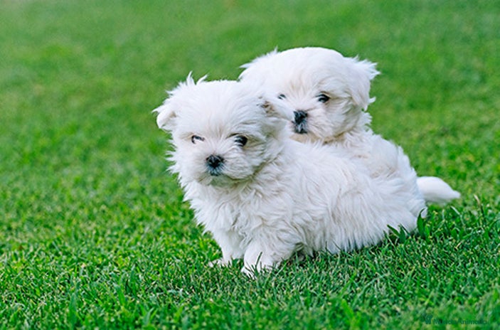 Bichón Maltés perros - Anuncio 6