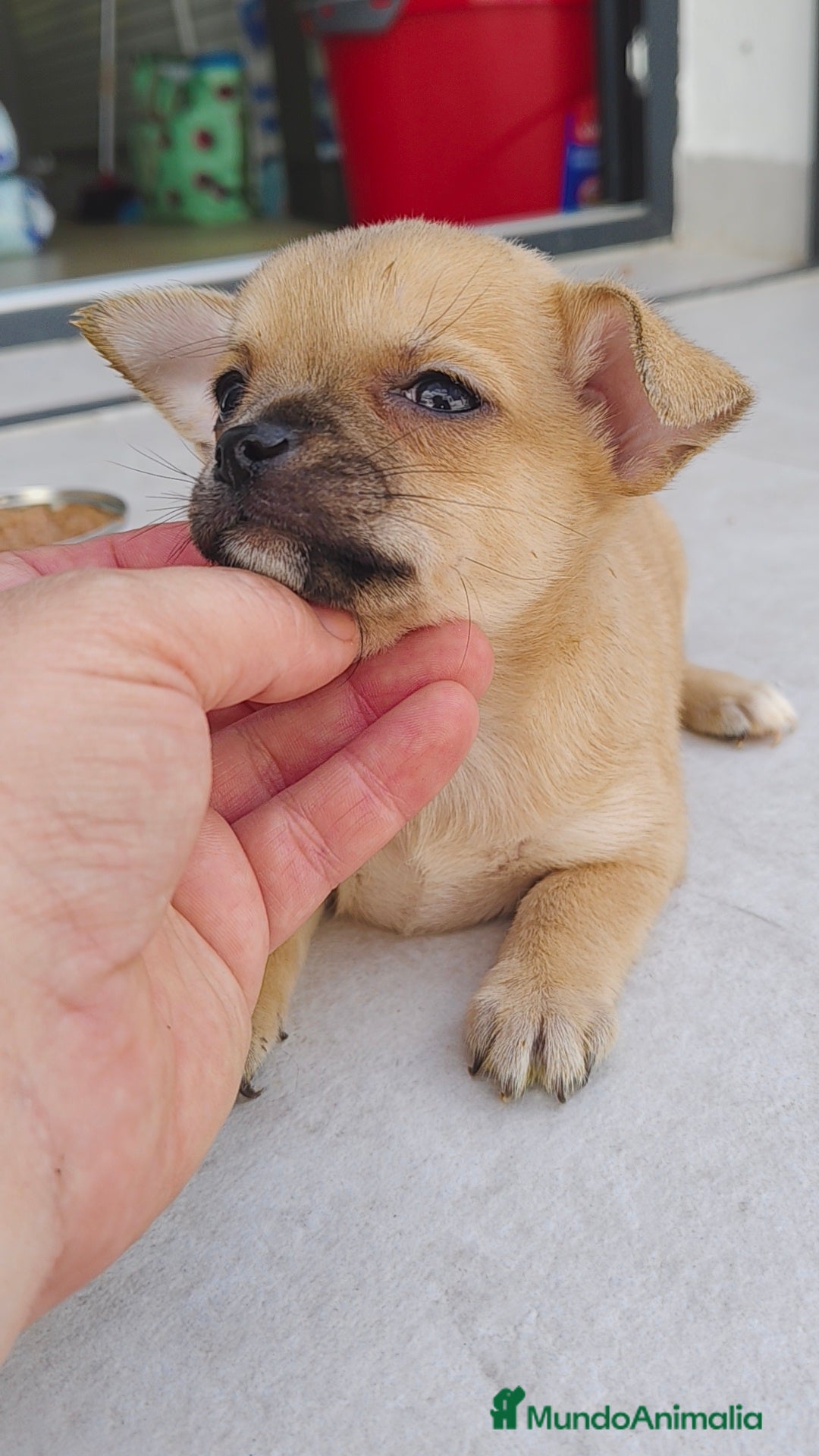 Chihuahua perros en venta: Chihuahua hembra crema  - Anuncio 3