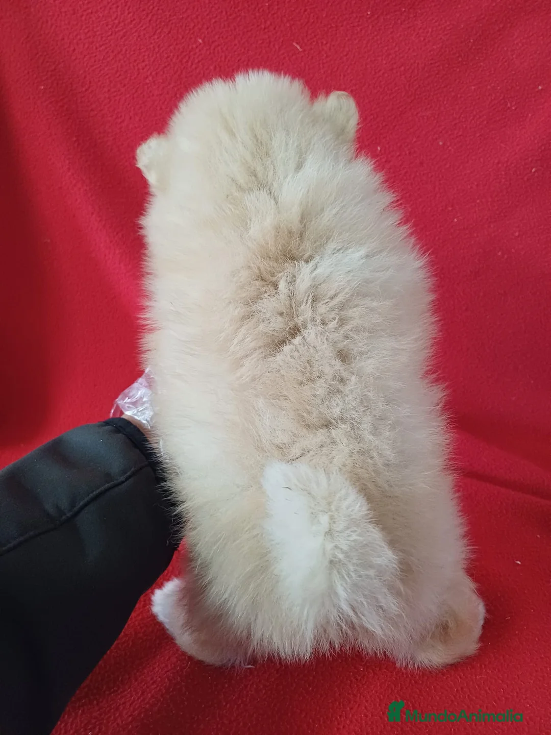 Pomerania perros en venta: Pomerania Mini  - Anuncio 3