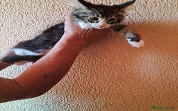 Maine Coon gatos en venta: Maine coom - Imagen 2