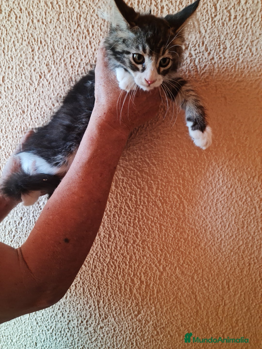 Maine Coon gatos en venta: Maine coom - Imagen 2