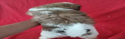 Shih Tzu perros en venta: Shitzhu  - Anuncio 3