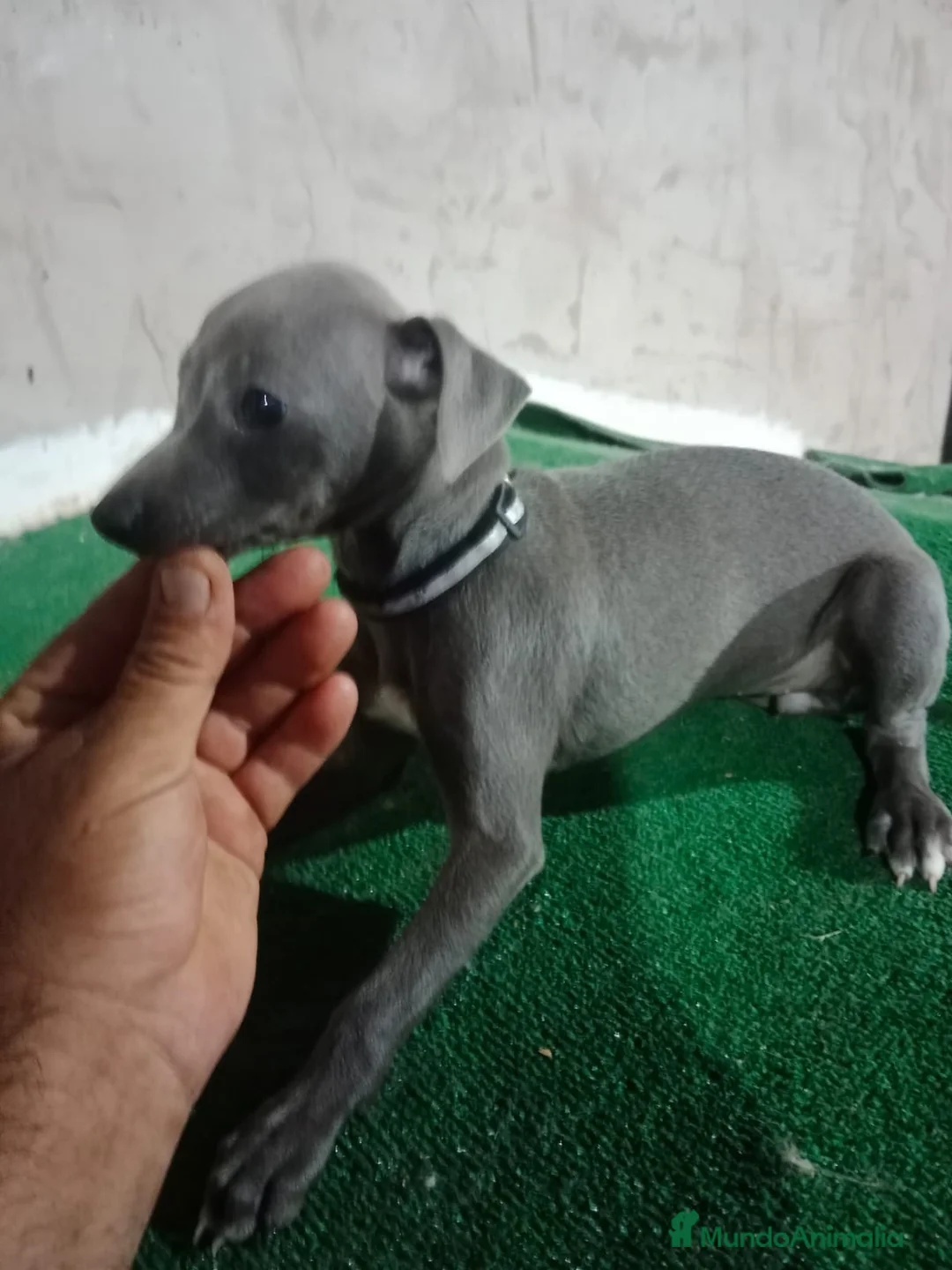 Pequeño Lebrel Italiano perros en venta: Cachorros de lebrel italiano - Anuncio 2