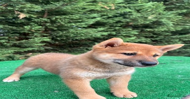 Shiba Inu perros - Anuncio 14