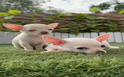 Chihuahua perros en venta: CHIHUAHUA HEMBRA BLANCA - Imagen 10