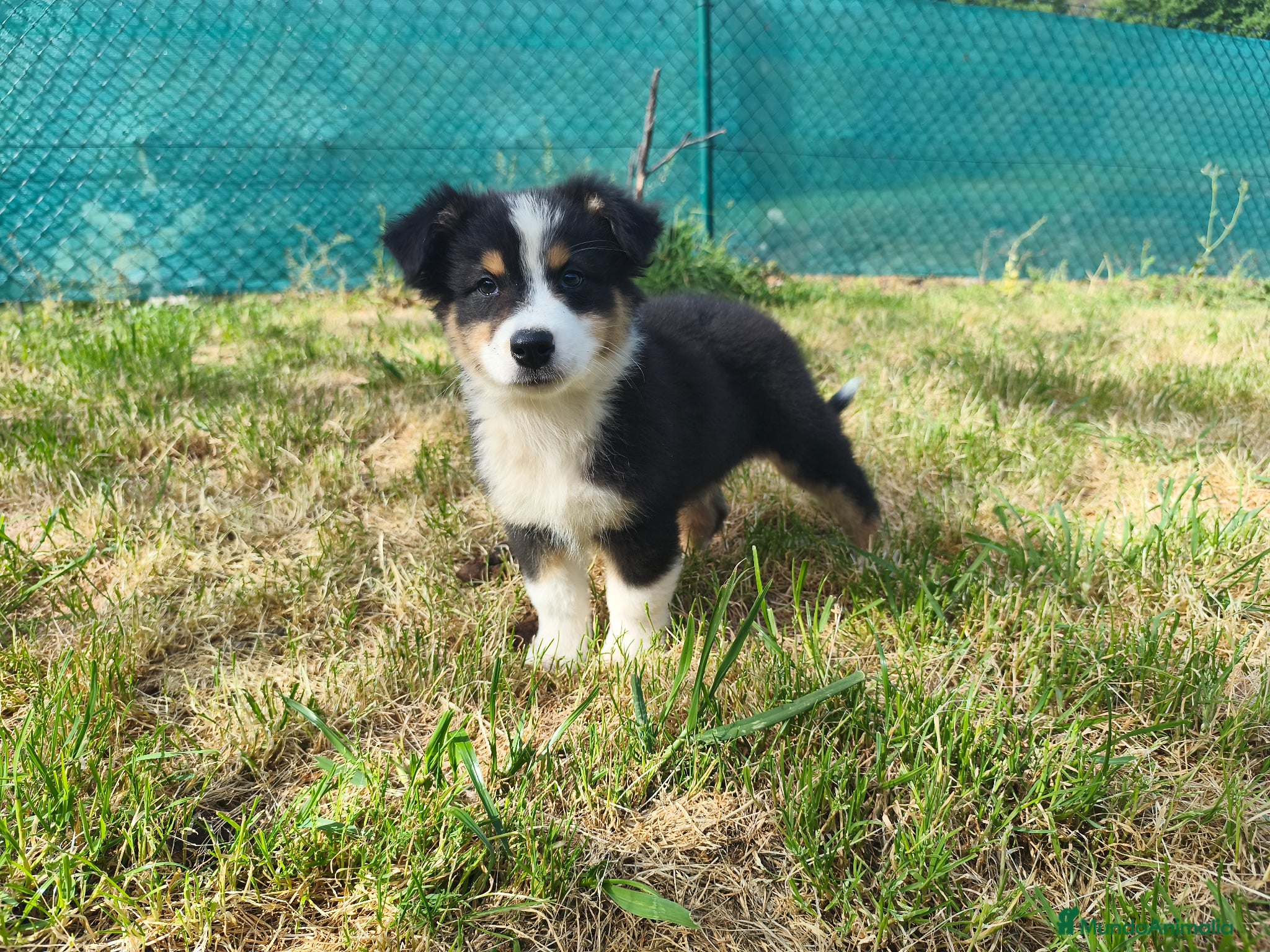 Pastor Australiano perros Cachorros pastor australiano  - Anuncio 1