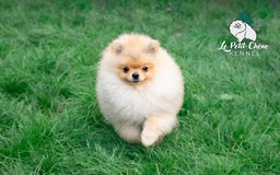 Pomerania perros en venta: Espectacular Macho Pomerania Naranja Sable - Imagen 1