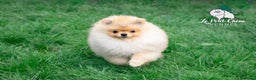 Pomerania perros en venta: Espectacular Macho Pomerania Naranja Sable - Anuncio 1