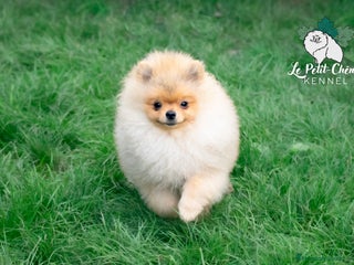 Pomerania perros - Anuncio 5