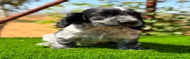 Cocker Spaniel Inglés 1