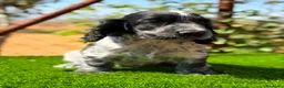 Cocker Spaniel Inglés perros en venta: ÚLTIMO MACHO RUANO COCKER SPANIEL INGLES - Anuncio 9