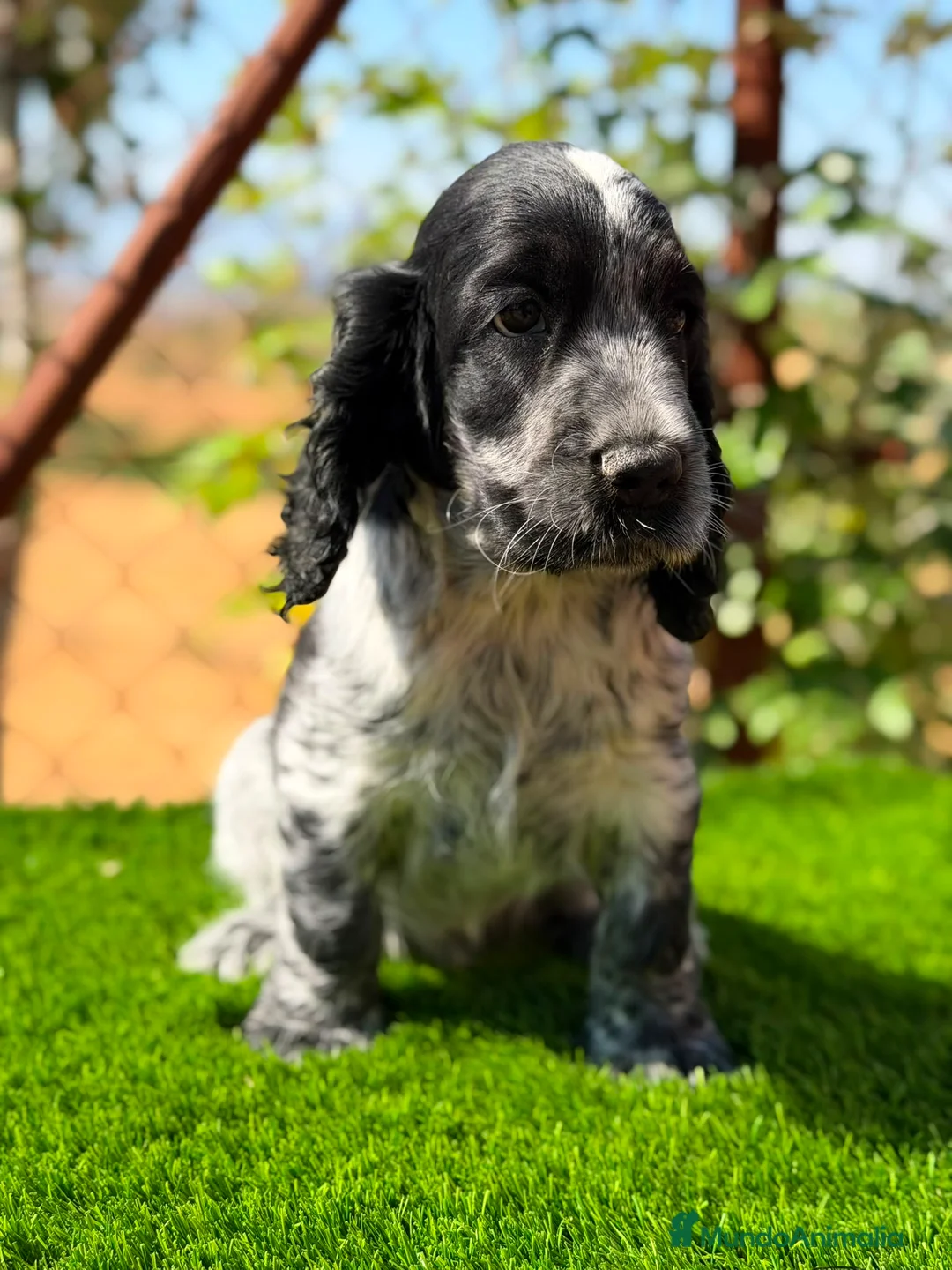 Cocker Spaniel Inglés perros en venta: ÚLTIMO MACHO RUANO COCKER SPANIEL INGLES - Anuncio 9