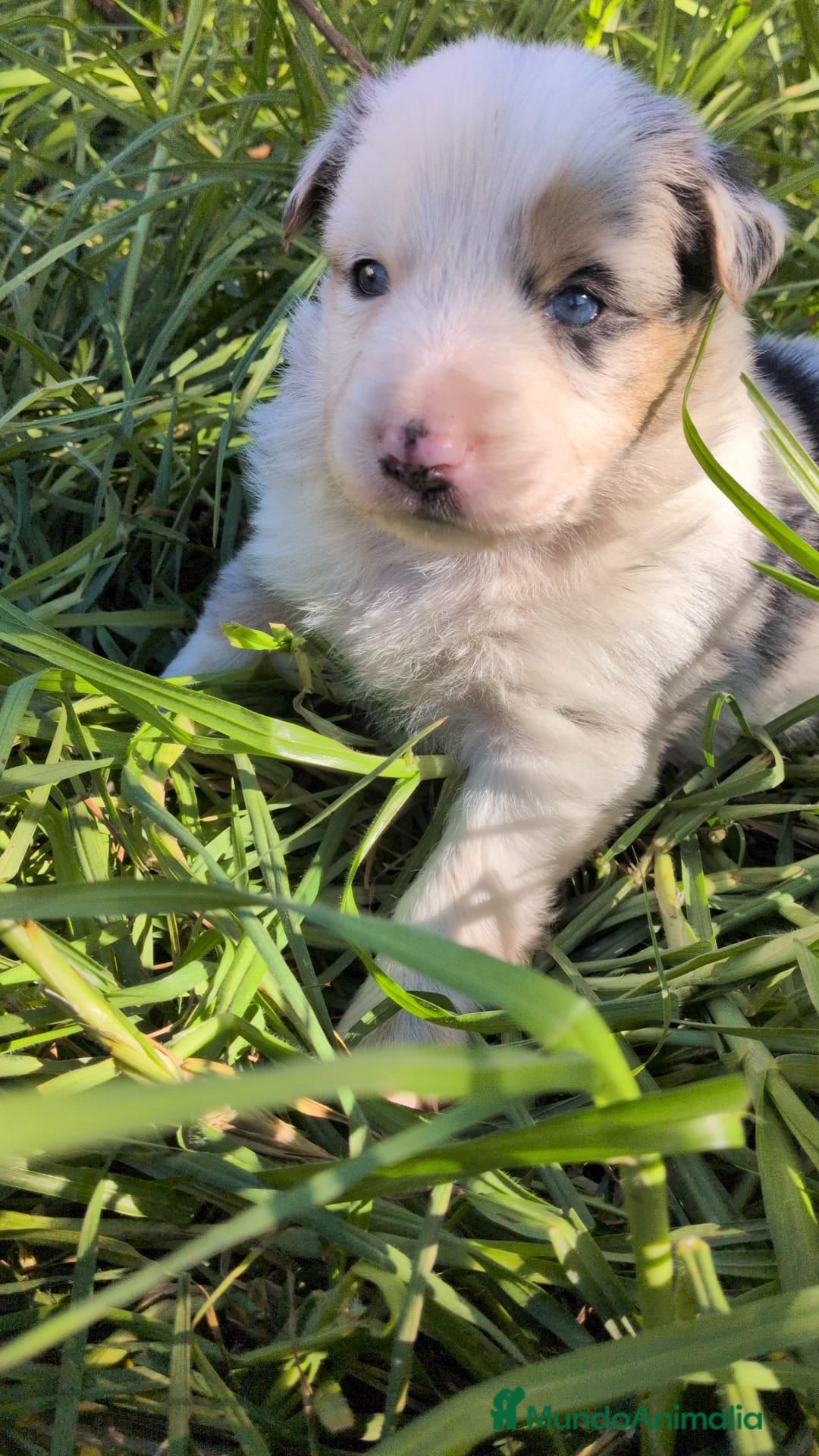 Border Collie perros en venta: BORDER COLLIE - Anuncio 4