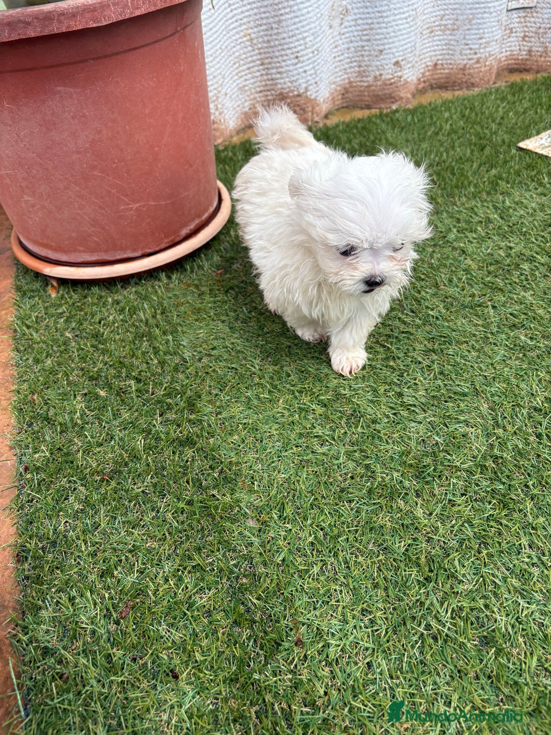 Bichón Maltés perros en venta: Bichon maltés mini toy en Valencia - Imagen 6
