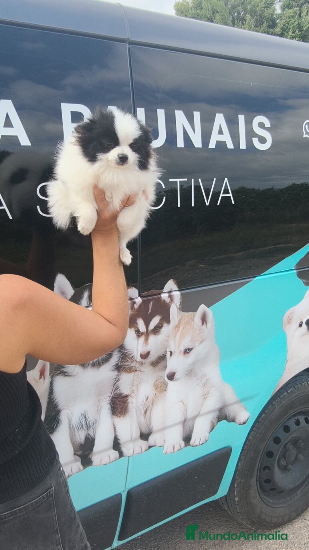 Pomerania perros en venta: Lulú Pomerania oportunidad! Macho - Imagen 6