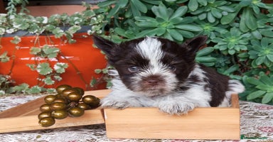 Yorkshire Terrier perros - Anuncio 12