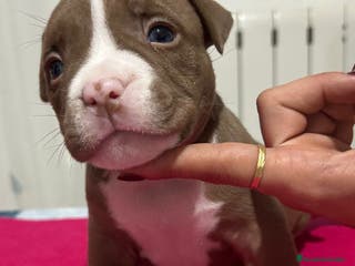 American Bully perros Camada de American Bully en Madrid - Anuncio 41