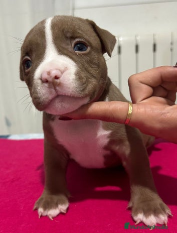 American Bully perros en Madrid - Anuncio 8