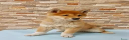 Shiba Inu perros en venta: Shiba inu - Anuncio 2
