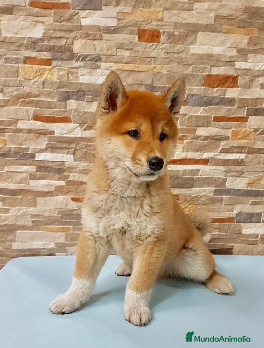 Shiba Inu perros en venta: Shiba inu - Anuncio 2