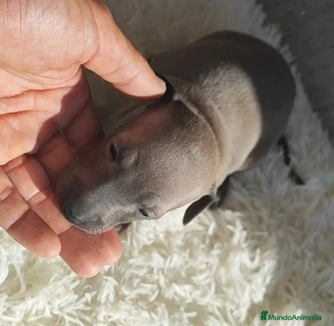 Pequeño Lebrel Italiano perros en venta: GALGO ITALIANO. PEQUEÑO LEBREL ITALIANO - Anuncio 2